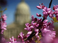 Oklahoma Redbud